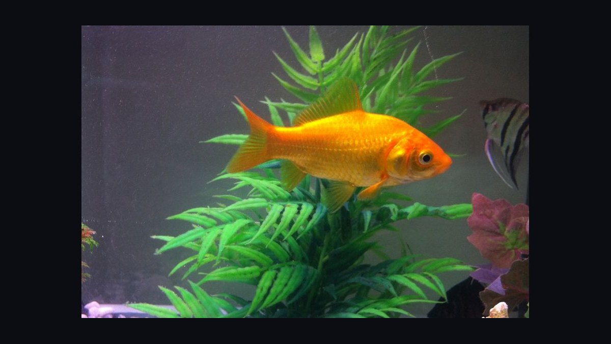 Top 10 aquarium fish for beginners 2027 — figure 9