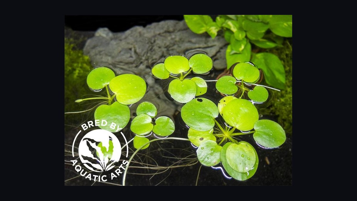 Top 10 Floating Aquarium Plants 2027 — figure 1