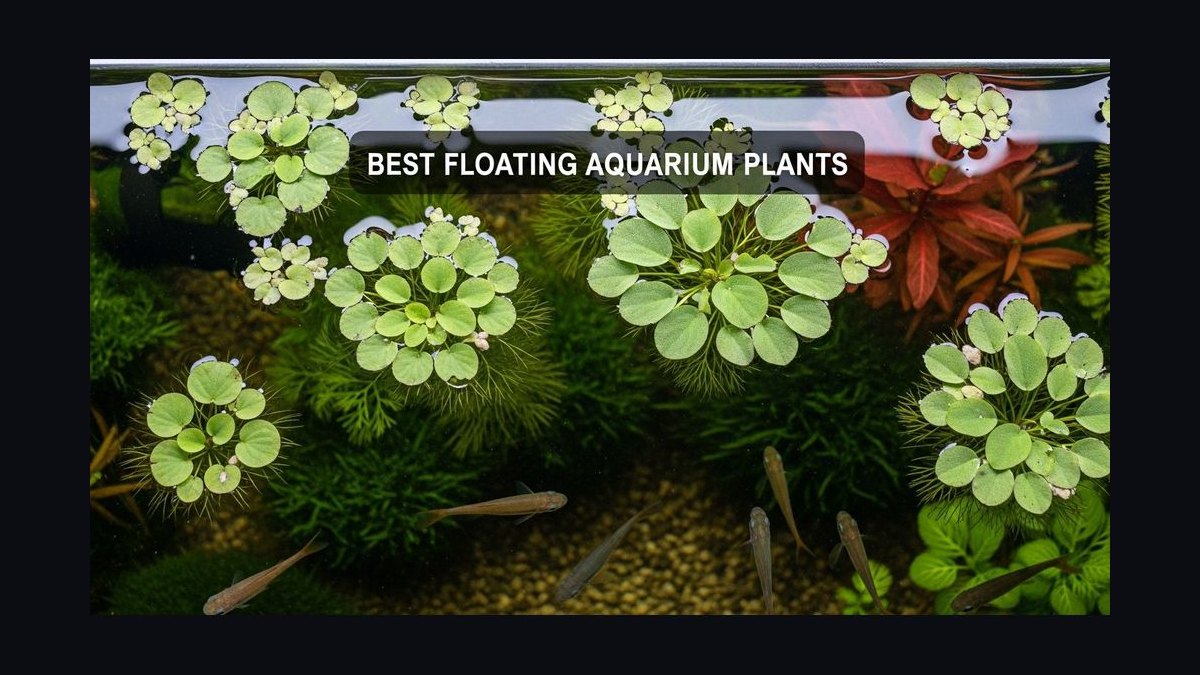 Top 10 Floating Aquarium Plants 2027 — figure 10