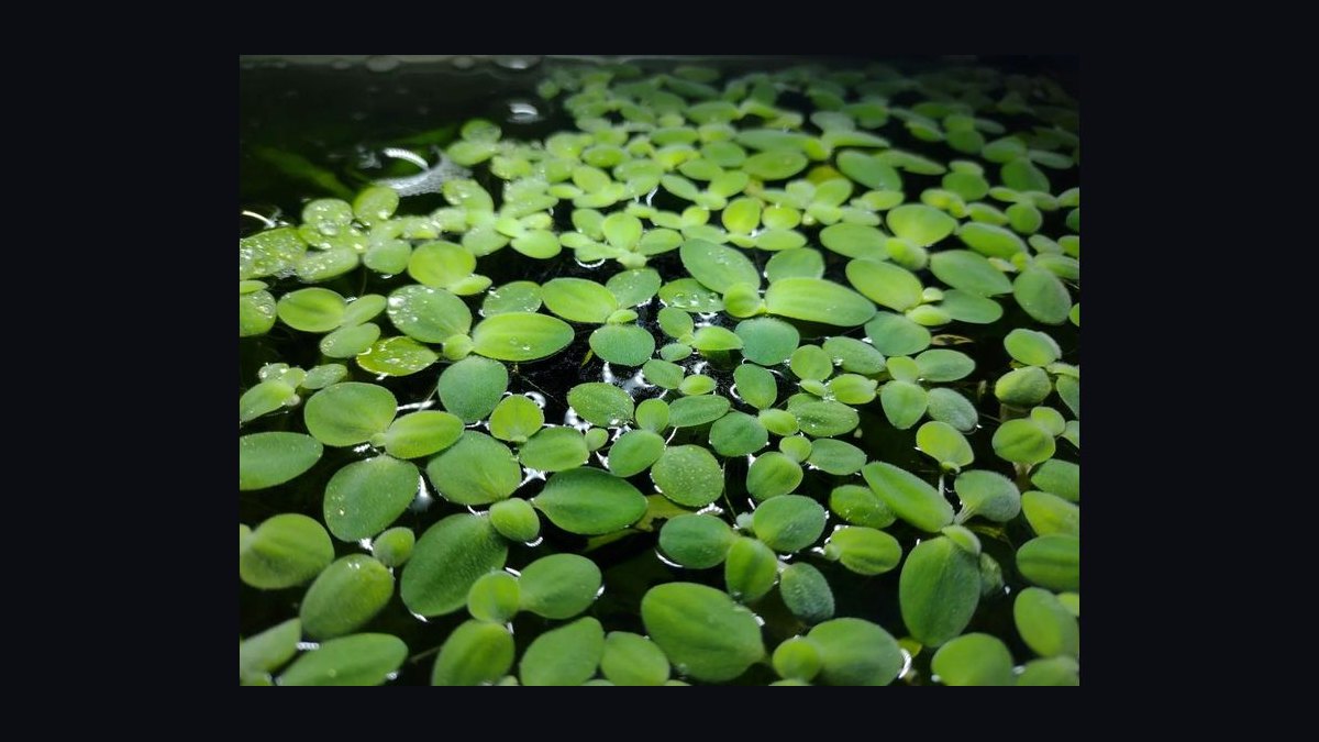 Top 10 Floating Aquarium Plants 2027 — figure 3