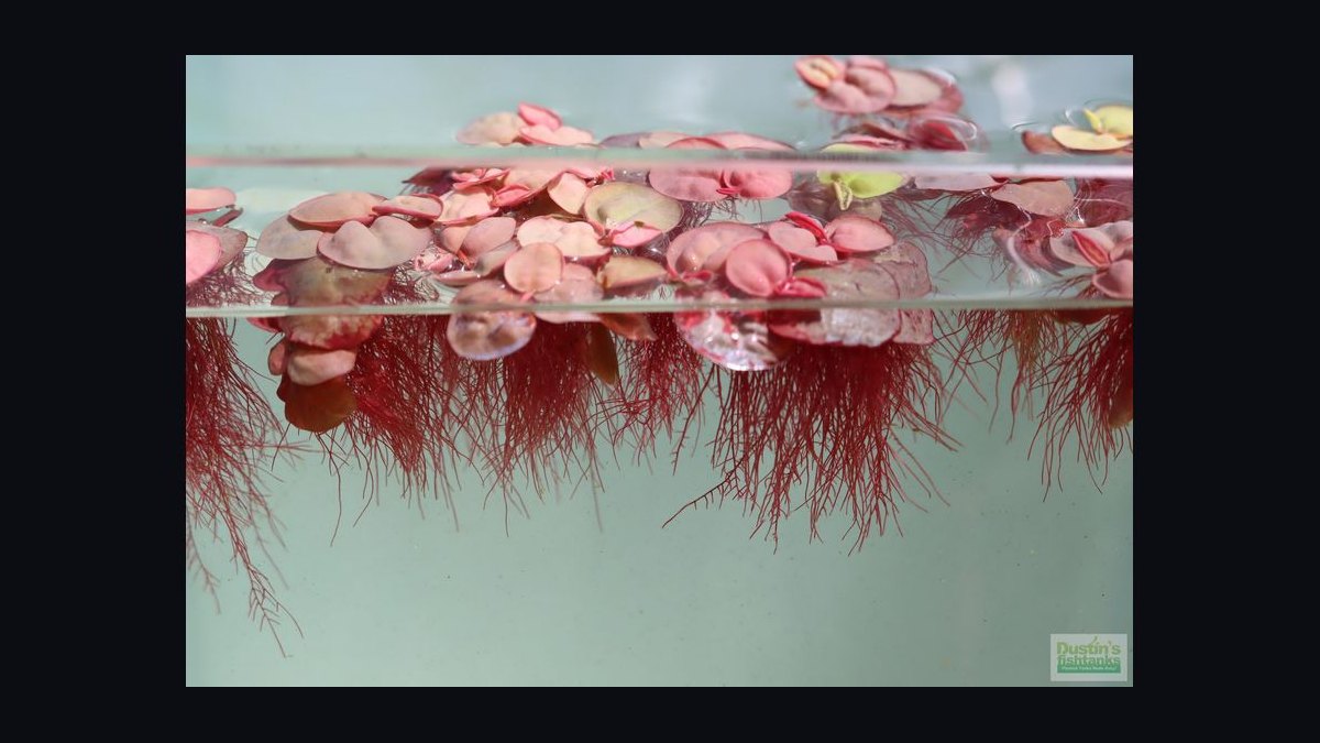 Top 10 Floating Aquarium Plants 2027 — figure 4
