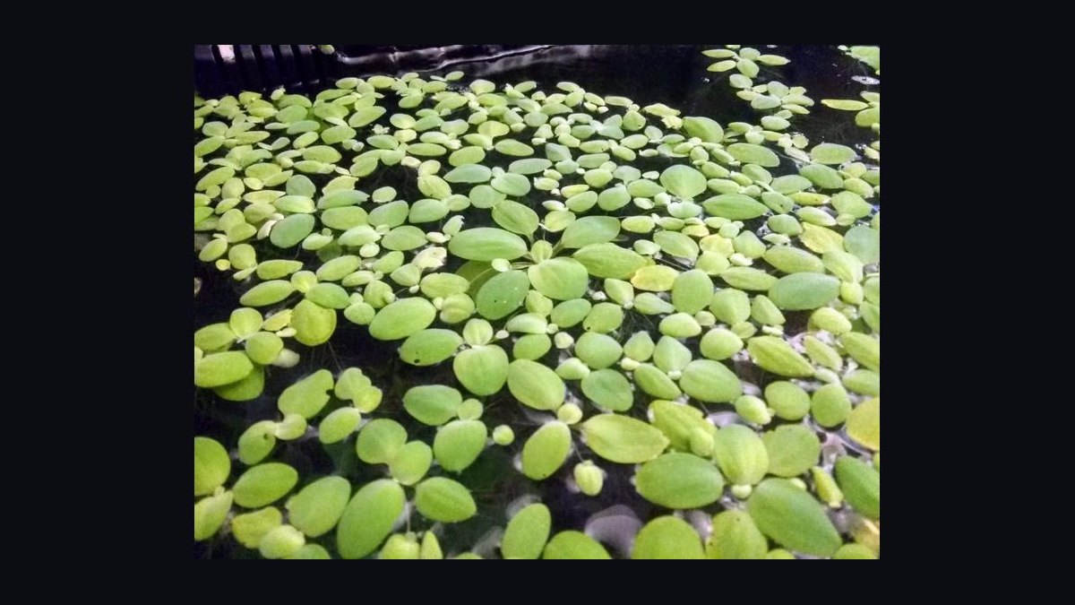 Top 10 Floating Aquarium Plants 2027 — figure 5