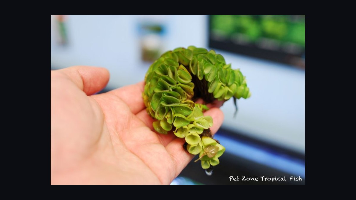 Top 10 Floating Aquarium Plants 2027 — figure 6