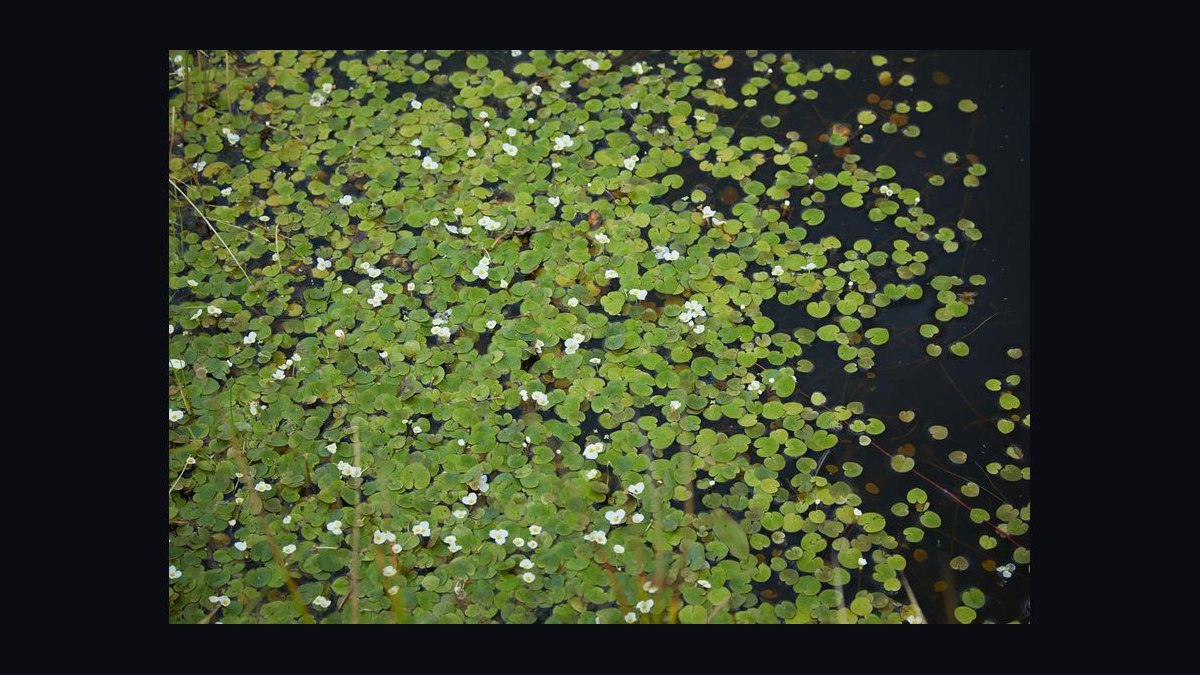 Top 10 Floating Aquarium Plants 2027 — figure 7