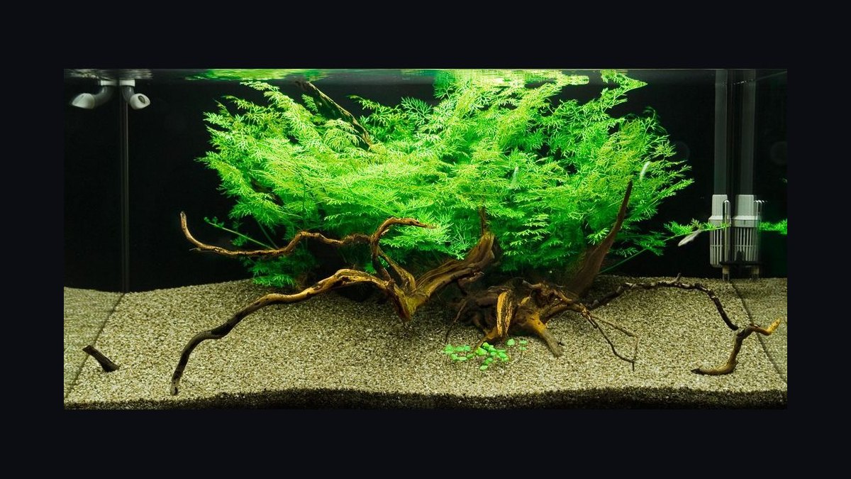 Top 10 Floating Aquarium Plants 2027 — figure 8