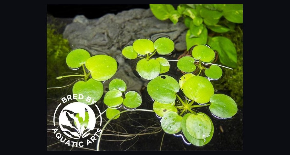 Top 10 Floating Aquarium Plants 2027