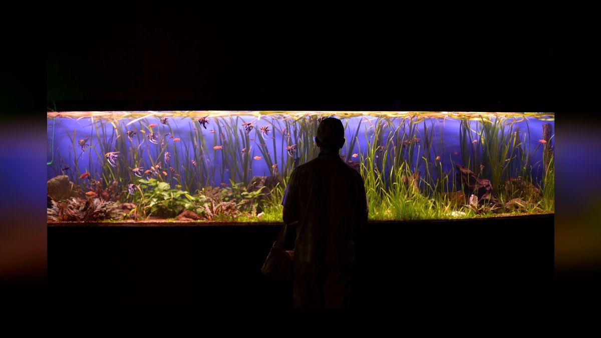 Top 10 Low-Light Aquarium Plants 2027 — figure 1