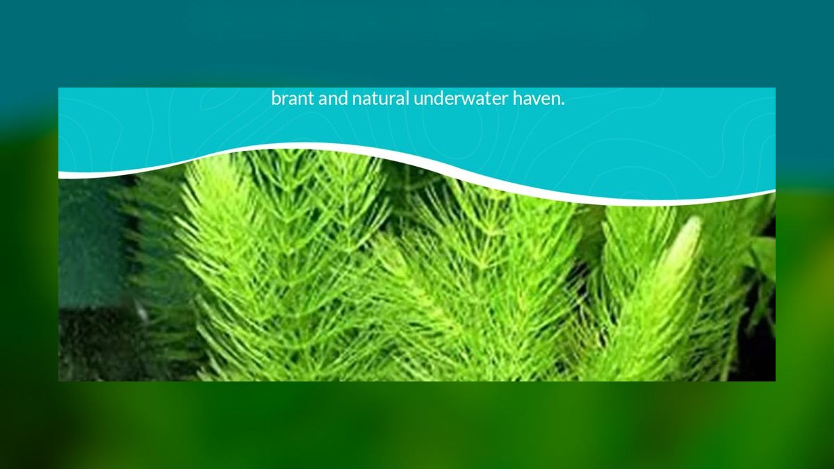 Top 10 Low-Light Aquarium Plants 2027 — figure 10