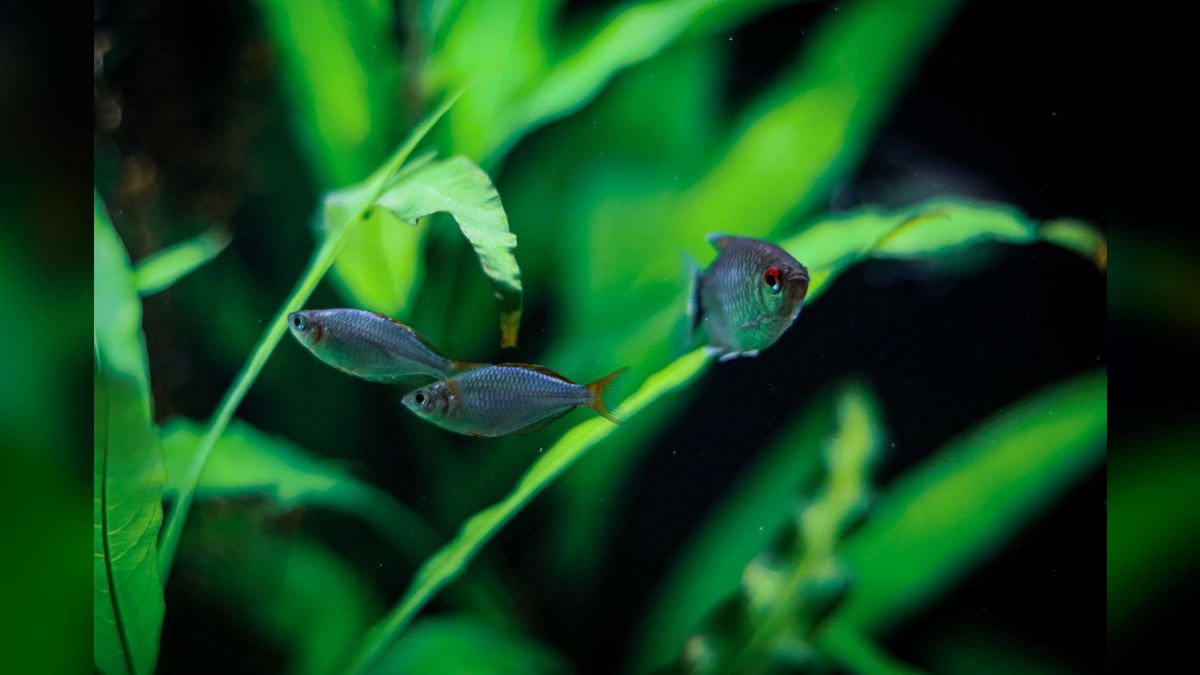 Top 10 Low-Light Aquarium Plants 2027 — figure 6