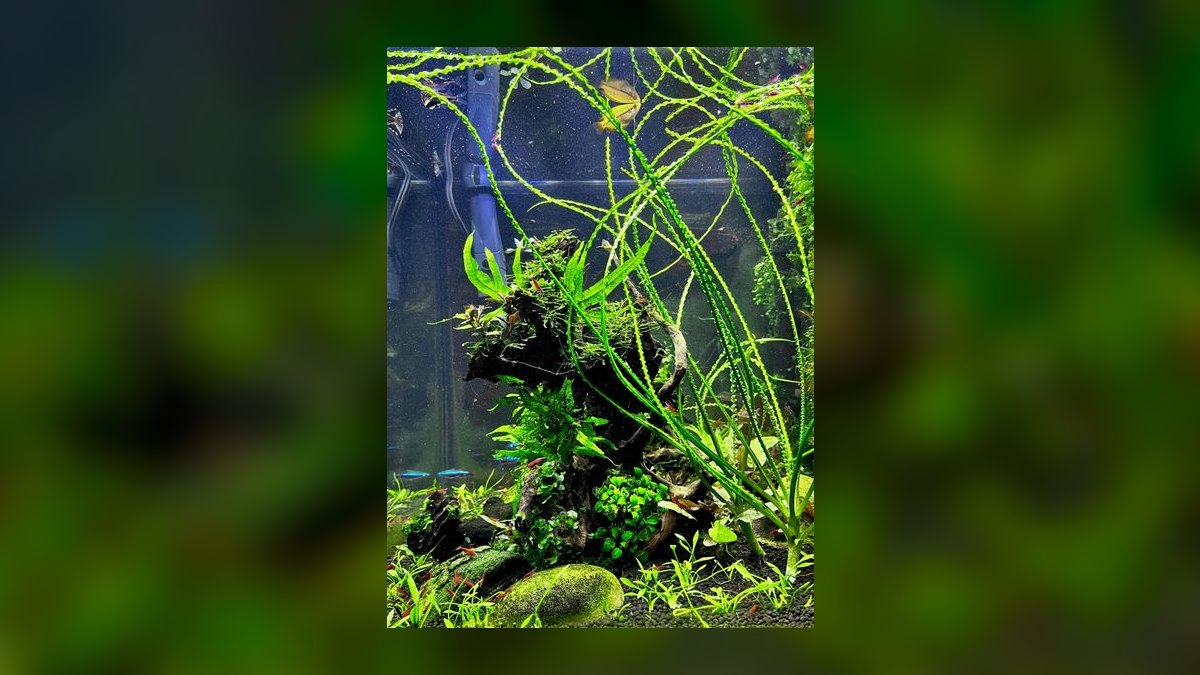 Top 10 Low-Light Aquarium Plants 2027 — figure 8