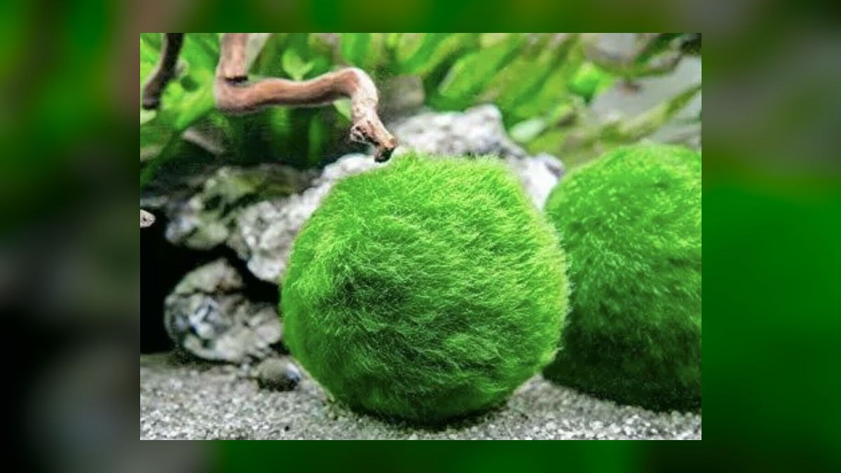 Top 10 Low-Light Aquarium Plants 2027 — figure 9