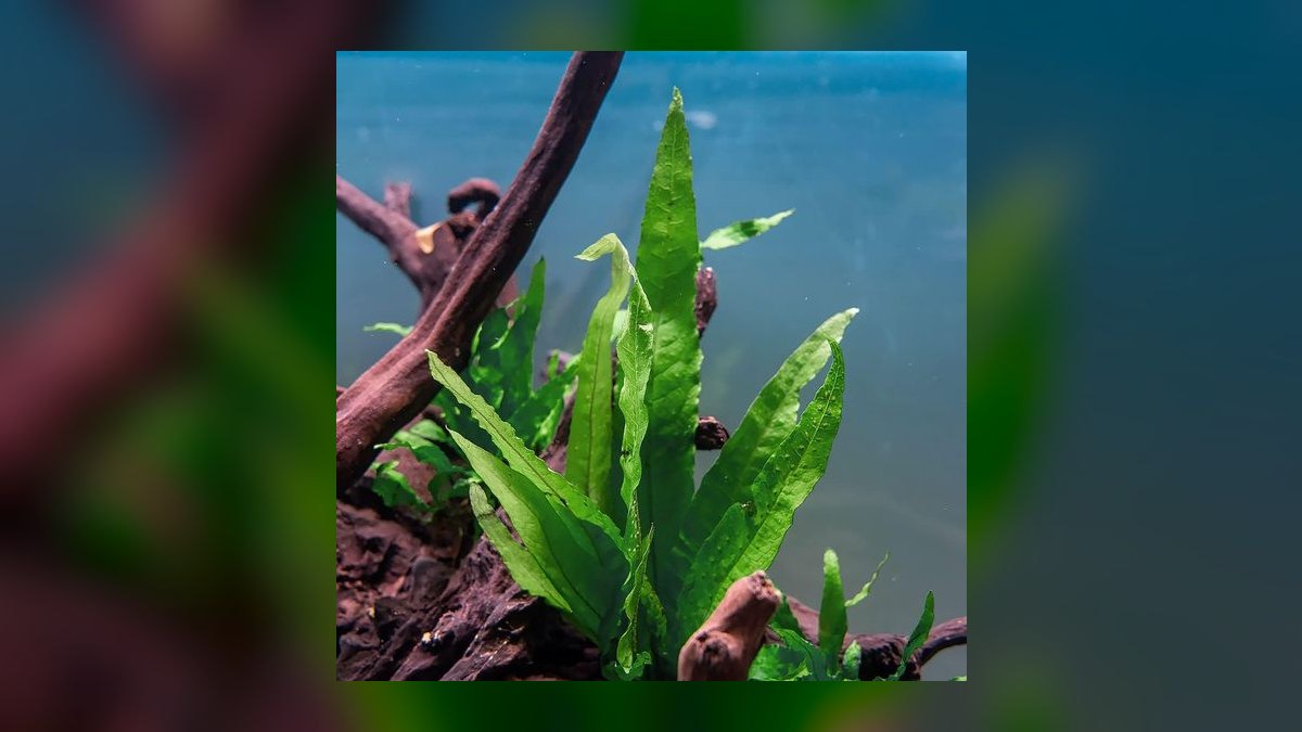 Top 10 Low-Light Aquarium Plants 2027
