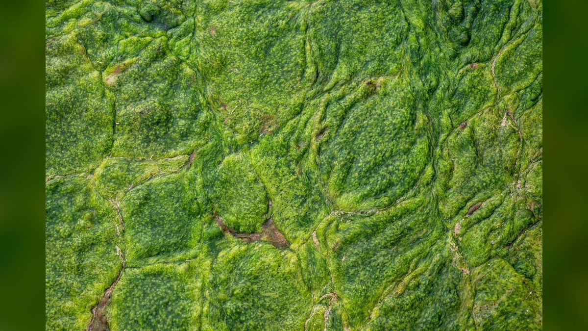 Top 10 Algae-Eating Fish 2027 — figure 2