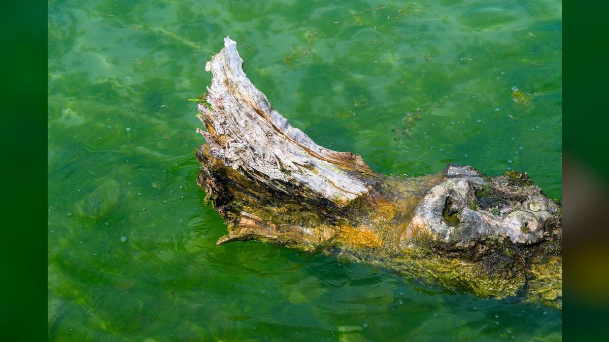 Top 10 Algae-Eating Fish 2027 — figure 3
