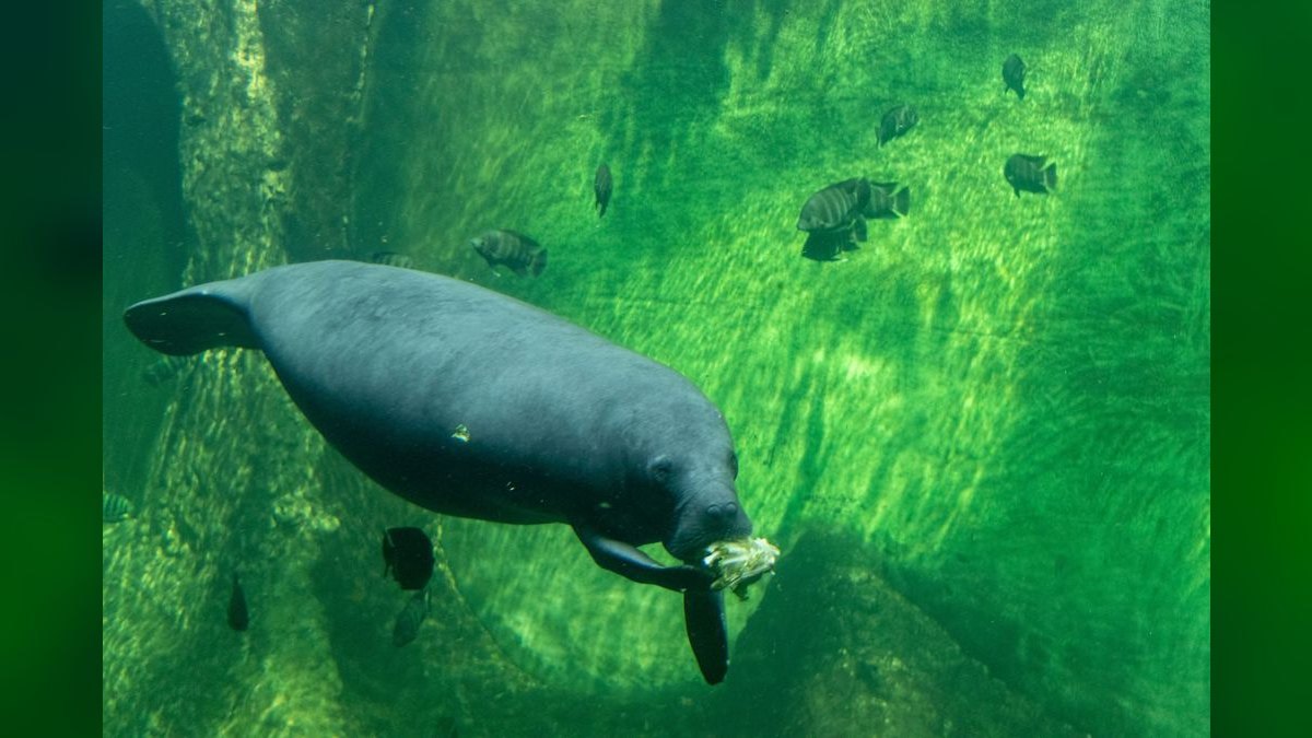 Top 10 Algae-Eating Fish 2027