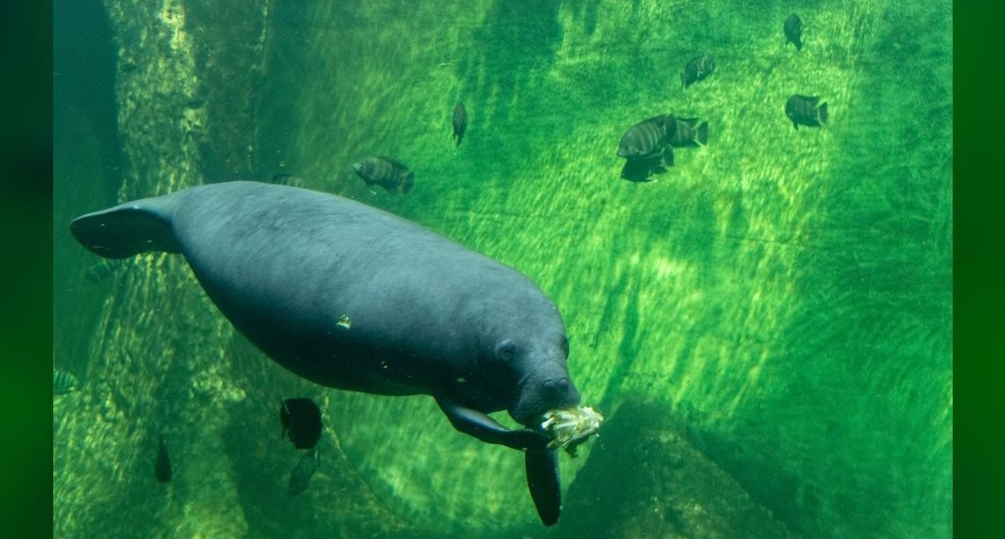 Top 10 Algae-Eating Fish 2027