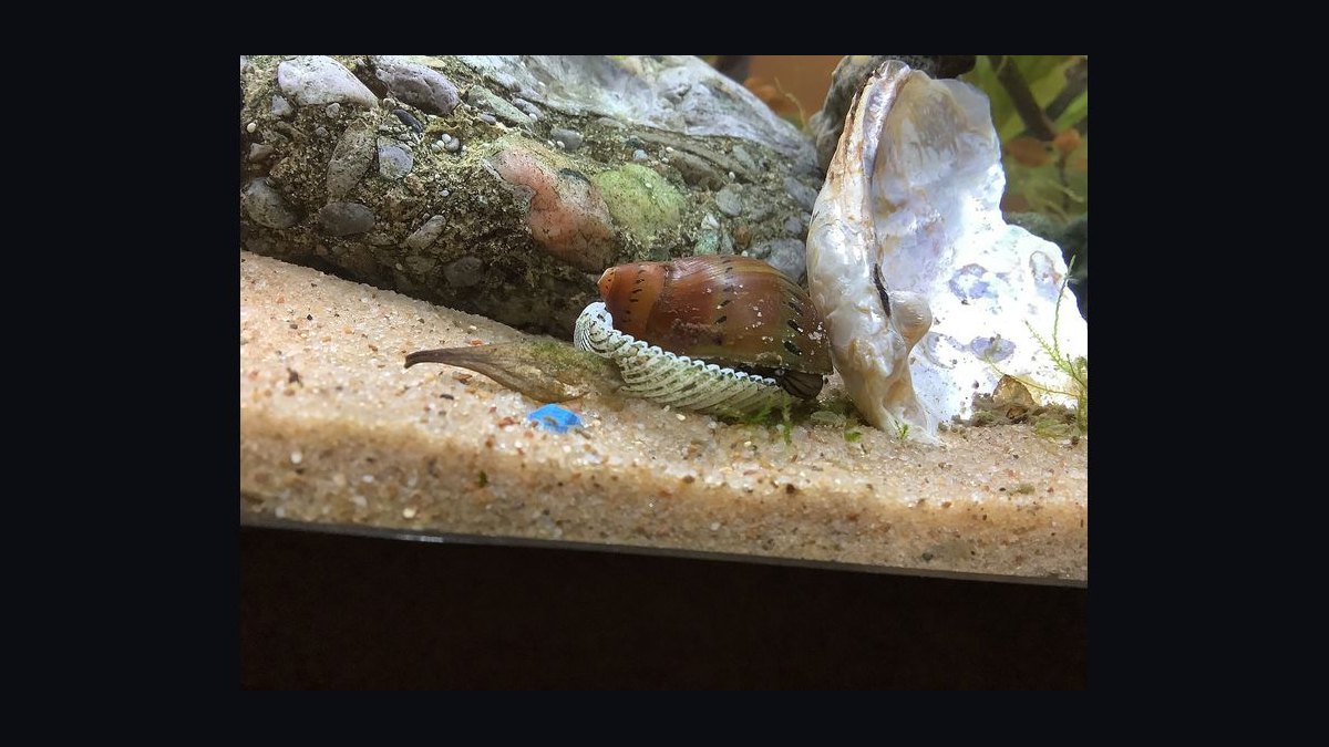 Top 10 Aquarium Snails 2027 — figure 1