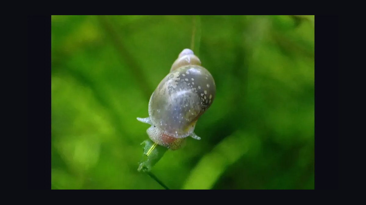 Top 10 Aquarium Snails 2027 — figure 10