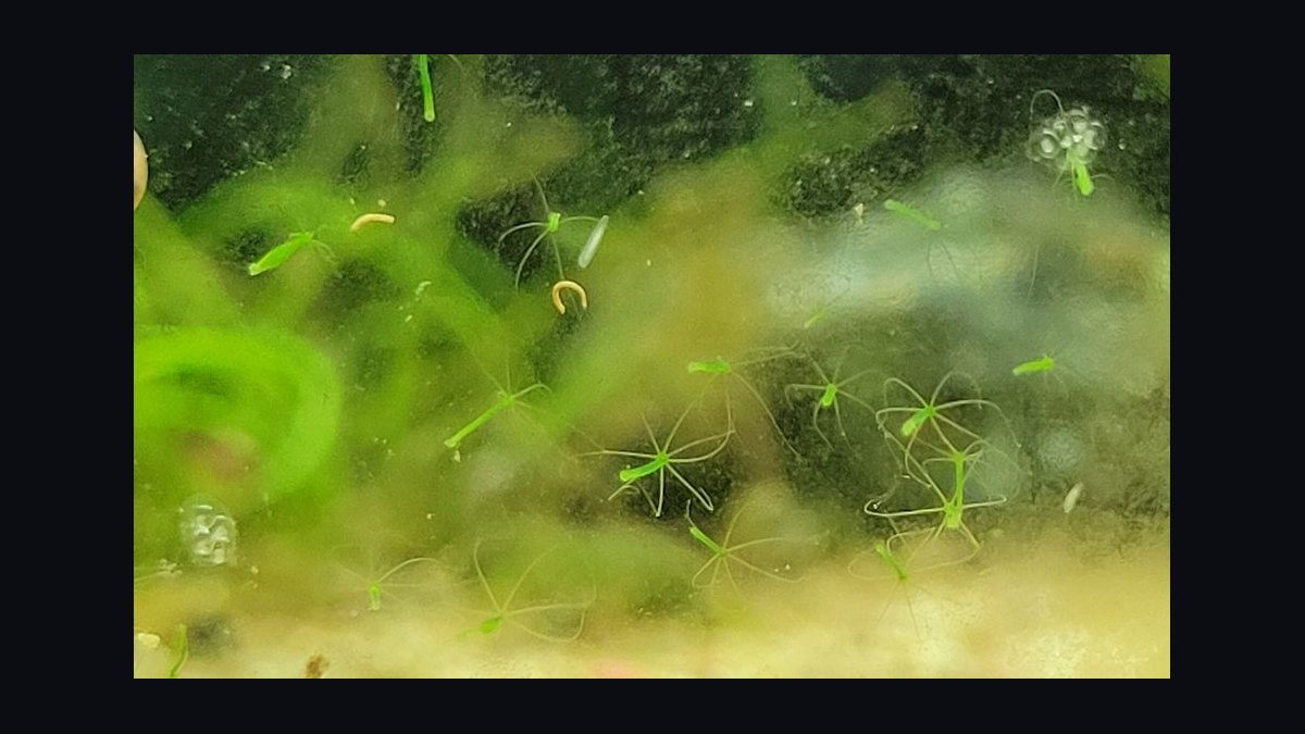 Top 10 Aquarium Snails 2027 — figure 2