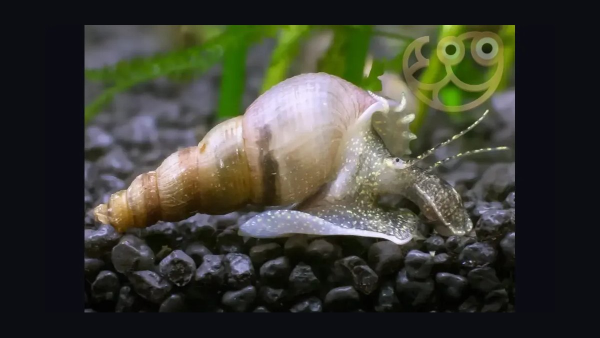Top 10 Aquarium Snails 2027 — figure 3
