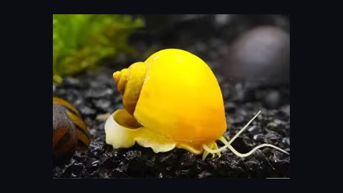Top 10 Aquarium Snails 2027 — figure 4