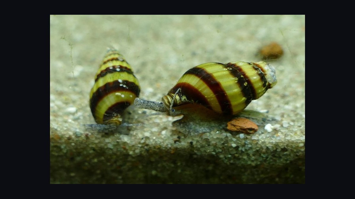 Top 10 Aquarium Snails 2027 — figure 5