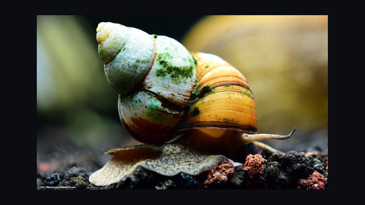 Top 10 Aquarium Snails 2027 — figure 7