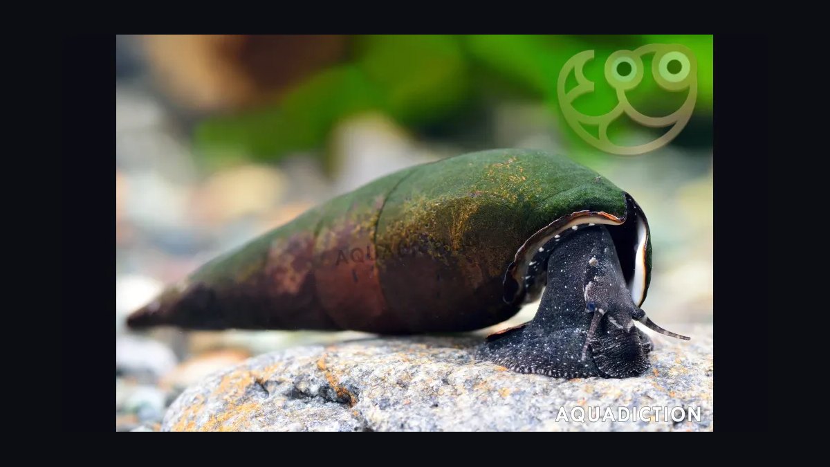 Top 10 Aquarium Snails 2027 — figure 9