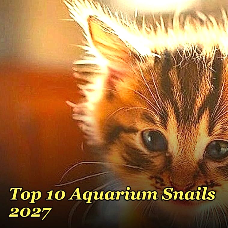 Top 10 Aquarium Snails 2027