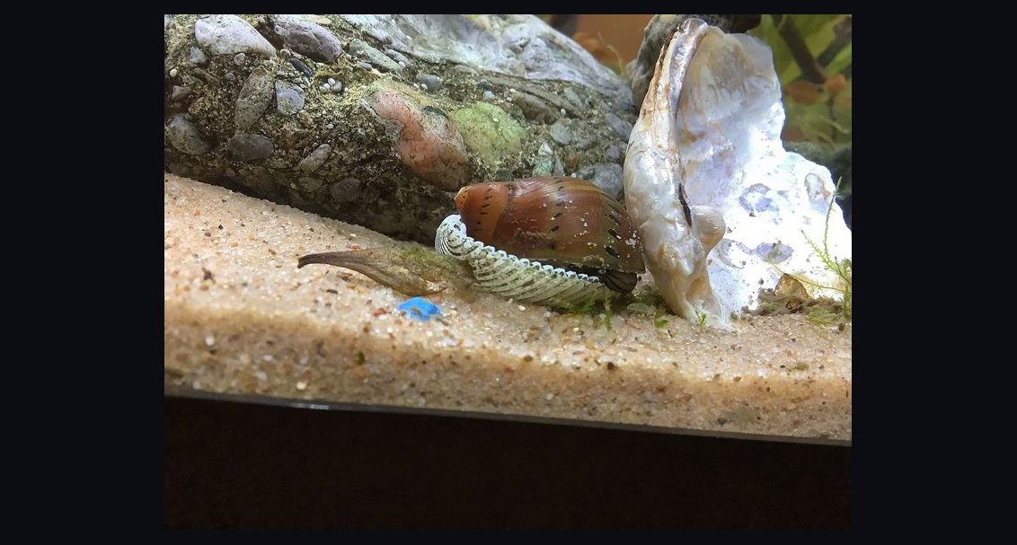 Top 10 Aquarium Snails 2027