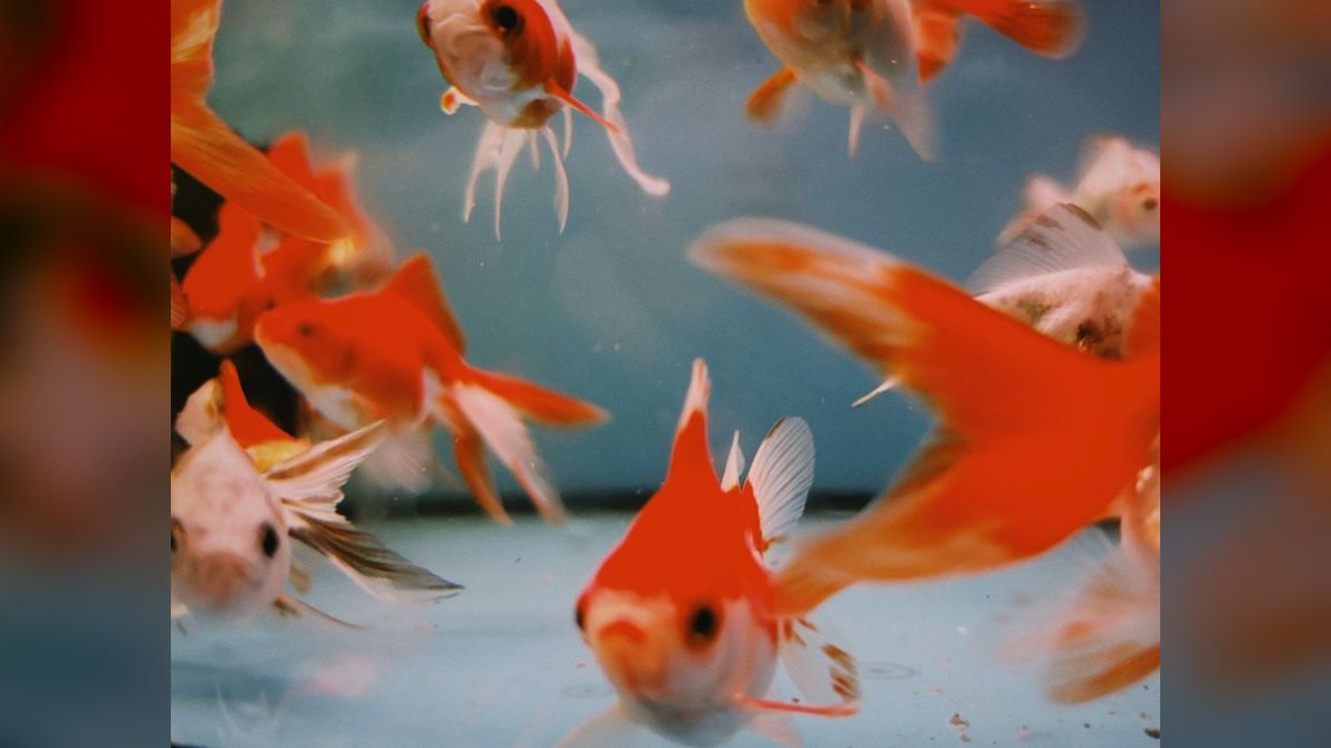 Top 10 Aquarium Starter Kits 2027 — figure 4