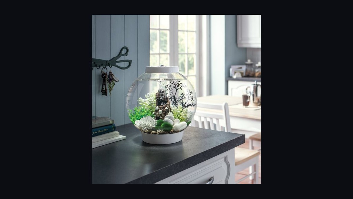 Top 10 5-Gallon Aquariums 2027 — figure 7