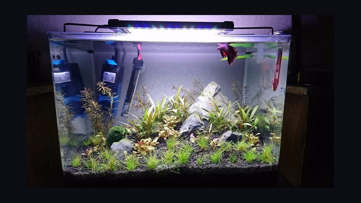 Top 10 5-Gallon Aquariums 2027 — figure 8