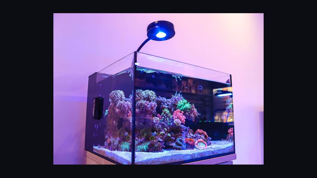 Top 10 5-Gallon Aquariums 2027 — figure 9