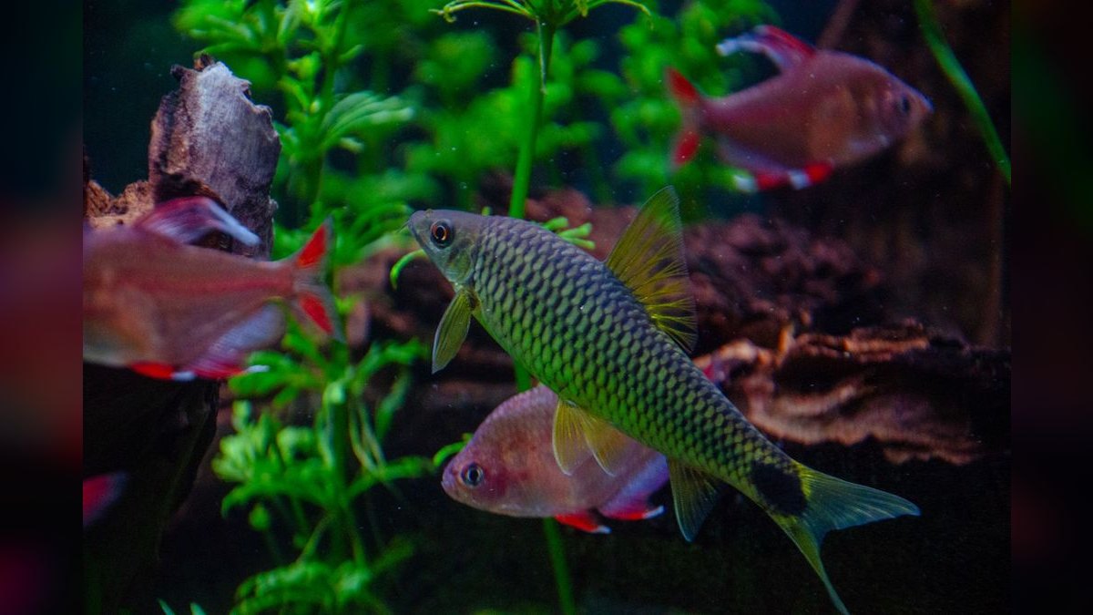 Top 10 Beginner Freshwater Fish 2027 — figure 5