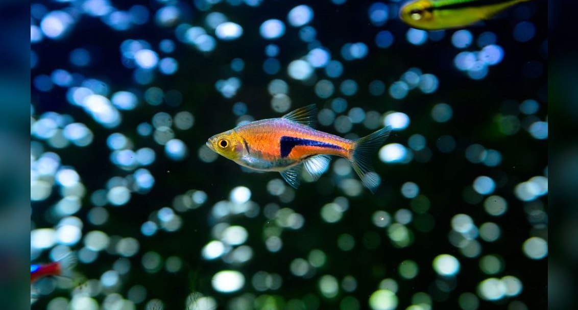 Top 10 Beginner Freshwater Fish 2027