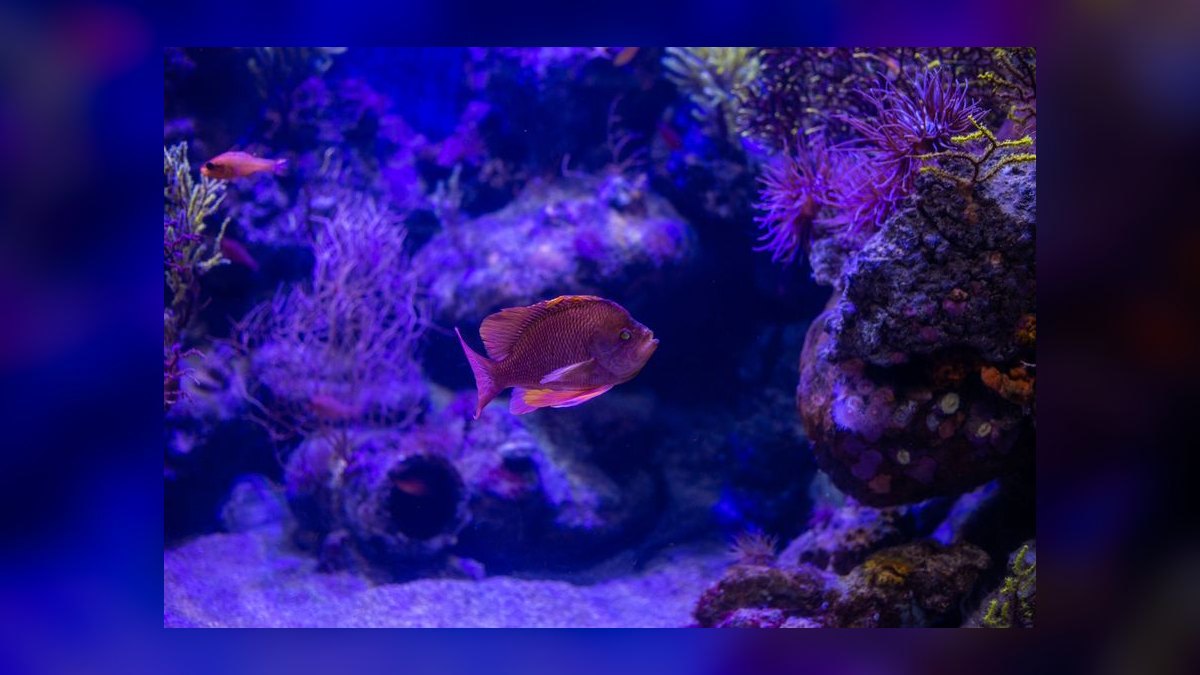Top 10 75-Gallon Aquariums 2027 — figure 1