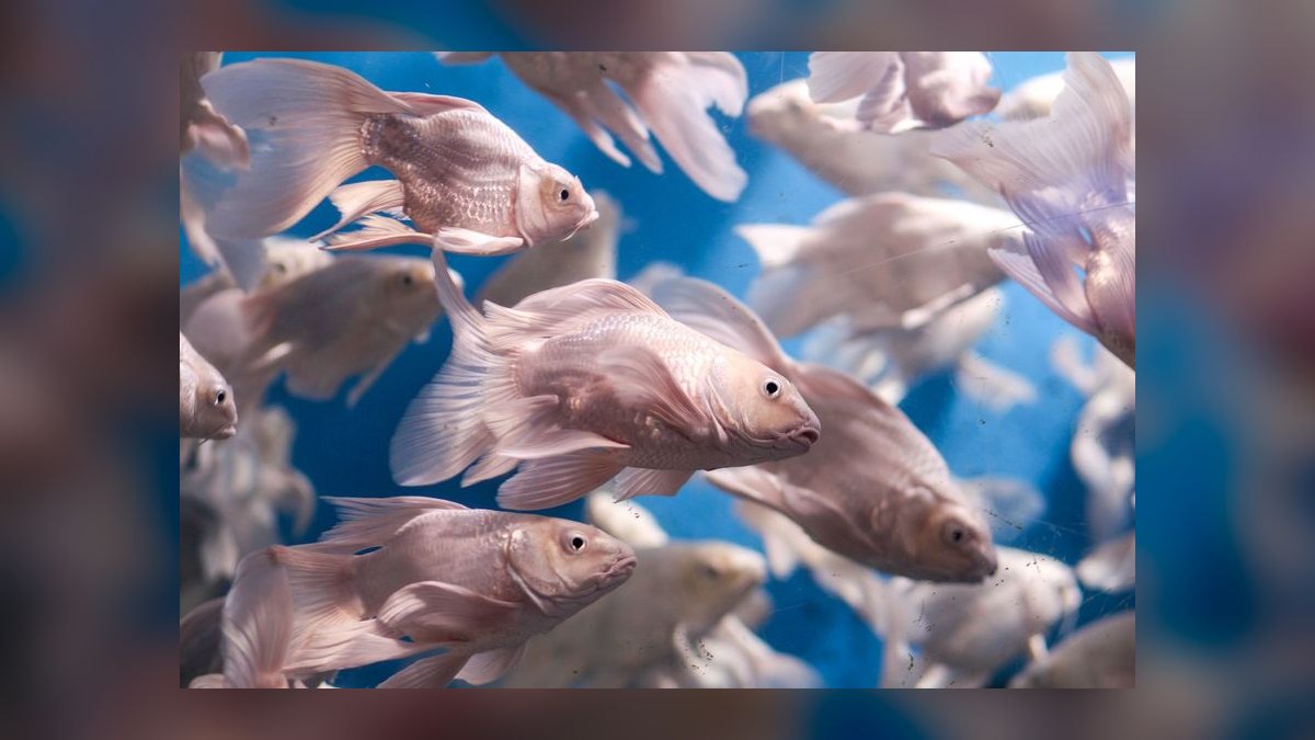 Top 10 75-Gallon Aquariums 2027 — figure 3