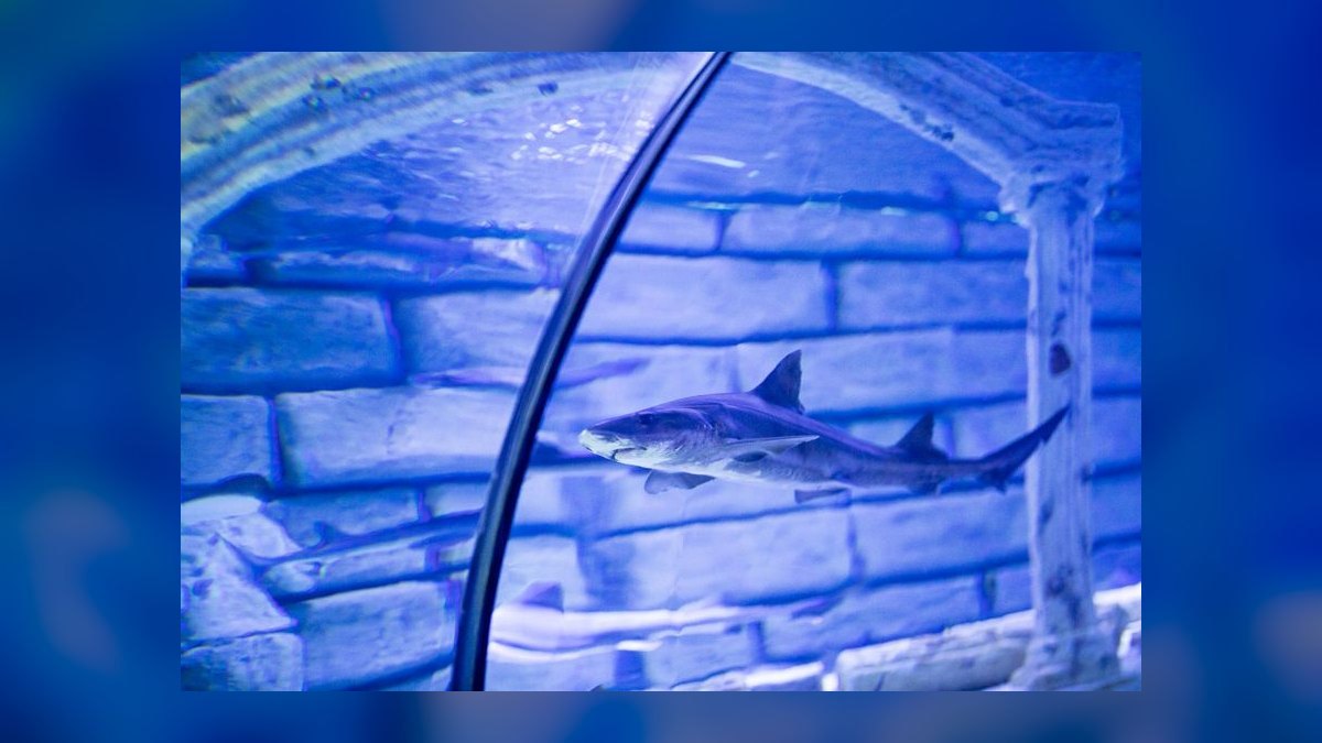 Top 10 75-Gallon Aquariums 2027 — figure 5