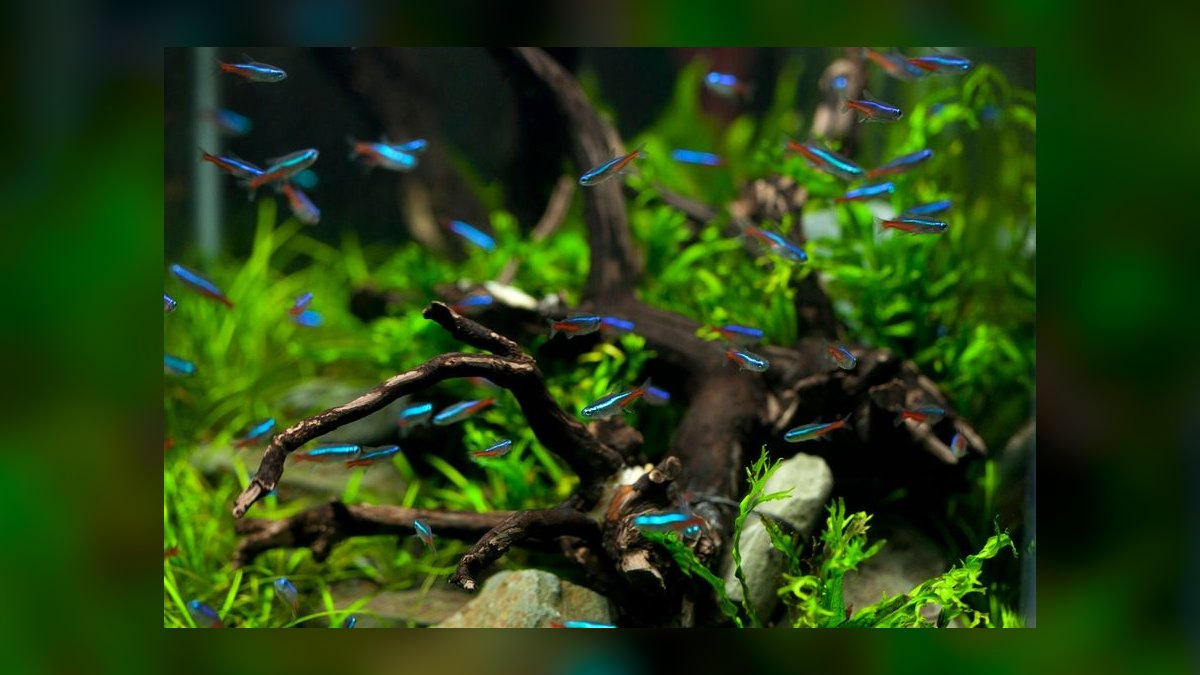 Top 10 75-Gallon Aquariums 2027 — figure 6