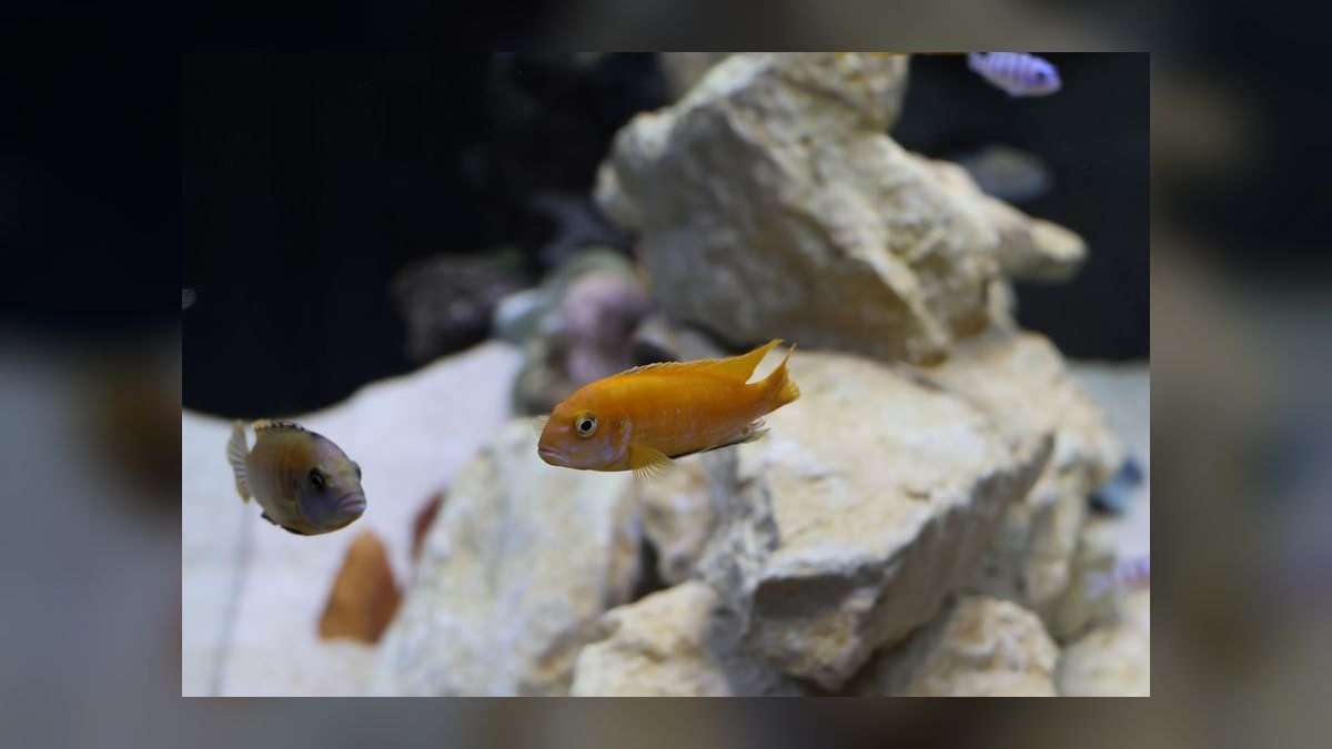 Top 10 75-Gallon Aquariums 2027