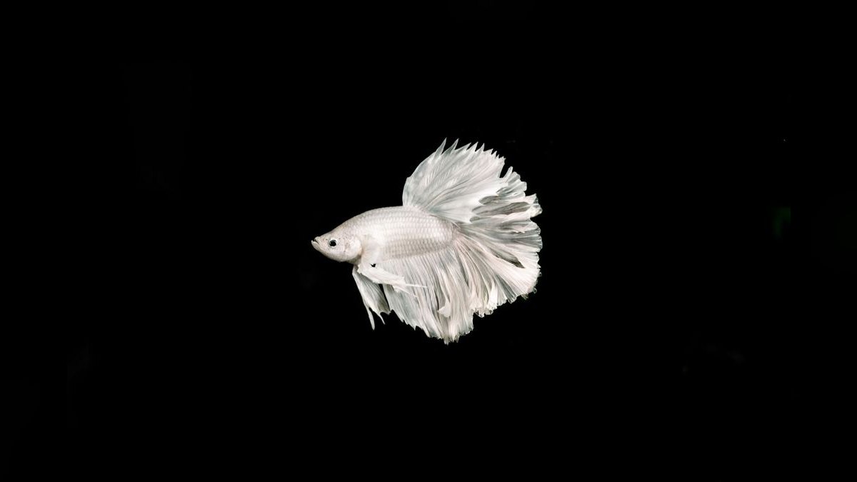 Top 10 Betta Fish Tanks 2027 — figure 5