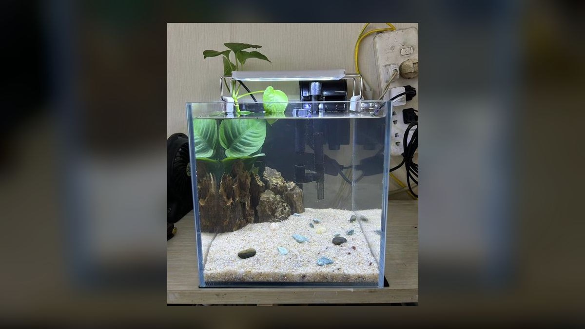 Top 10 Betta Fish Tanks 2027 — figure 9