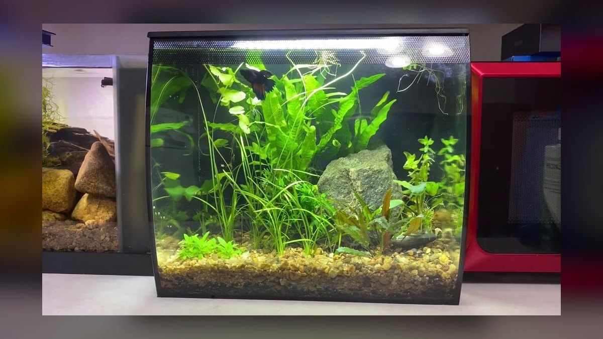 Top 10 Betta Fish Tanks 2027