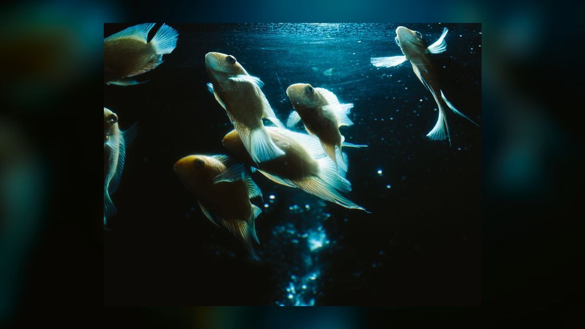 Top 10 Aquarium Water Test Kits 2027 — figure 10