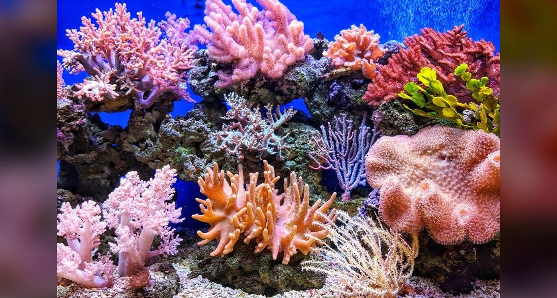 Top 10 Aquarium Water Conditioners 2027
