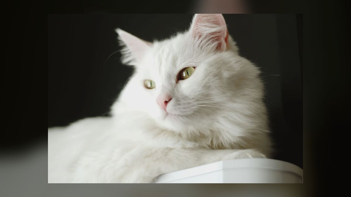 Top 10 Smart Litter Boxes — Best Overall + Best Value in 2027 — figure 10