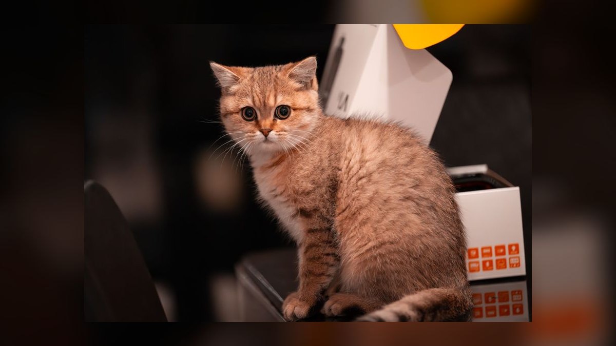 Top 10 Smart Litter Boxes — Best Overall + Best Value in 2027 — figure 8