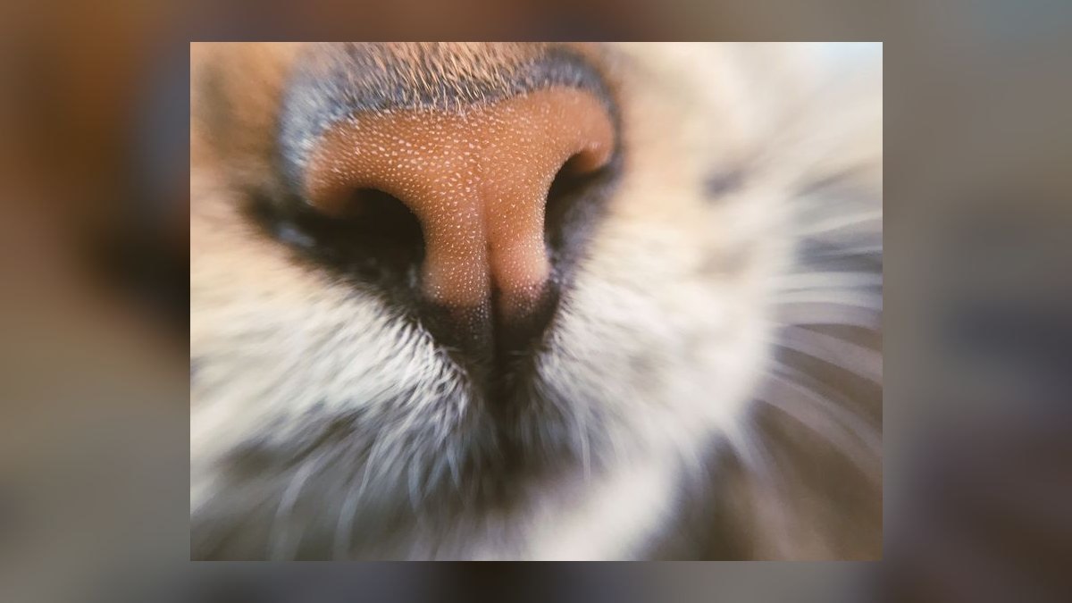 Top 10 Smart Litter Boxes — Best Overall + Best Value in 2027 — figure 9