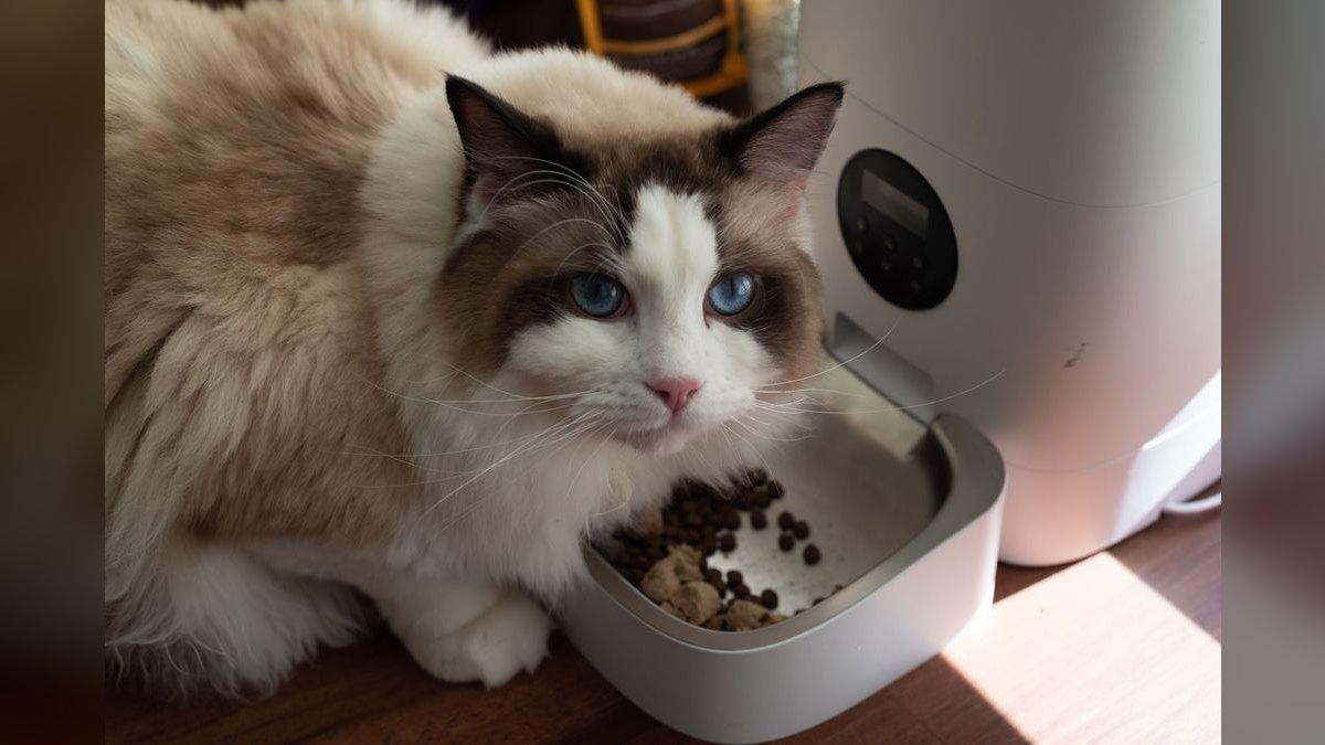 Top 10 Automatic Pet Feeders — Best Overall + Best Value in 2027